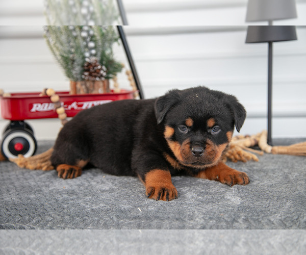 Medium Photo #2 Rottweiler Puppy For Sale in BRYANT, IN, USA