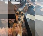 Small #2 Jack Russell Terrier Mix
