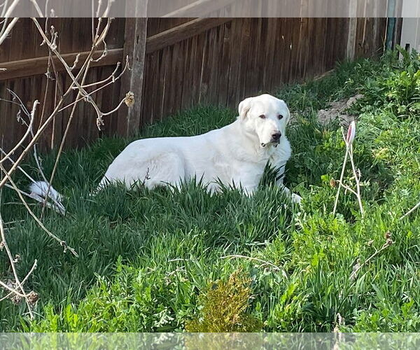 Medium Photo #6 Great Pyrenees Puppy For Sale in Bountiful, UT, USA
