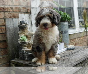 Miniature Bernedoodle Puppy for sale in DUNDEE, OH, USA