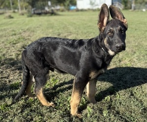 German Shepherd Dog Puppy for Sale in HOLDEN, Missouri USA