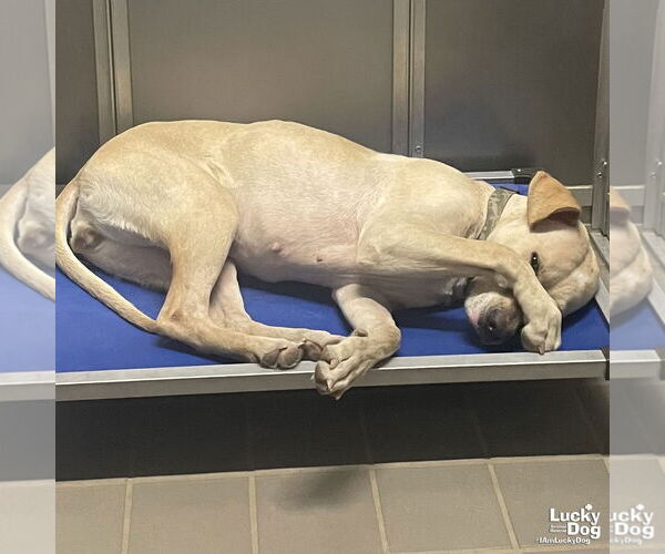 Medium Photo #3 Labrador Retriever-Retriever  Mix Puppy For Sale in Washington, DC, USA
