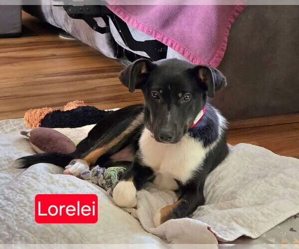 Medium Photo #5 Borador Puppy For Sale in Oakhurst, NJ, USA