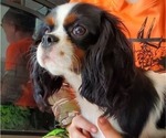 Small Photo #1 Cavalier King Charles Spaniel Puppy For Sale in LAMAR, AR, USA