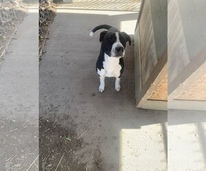 Borador Dogs for adoption in Fairfield, IL, USA