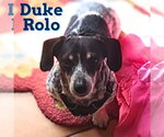 Small #18 Dachshund