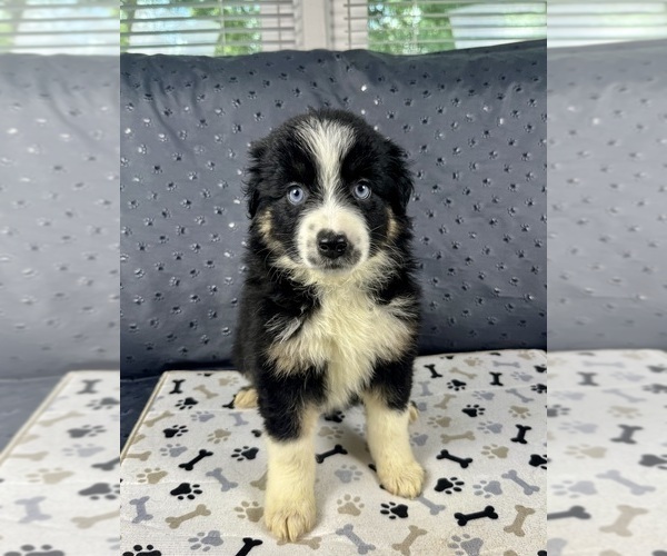 Medium Photo #4 Australian Shepherd Puppy For Sale in SALISBURY, NC, USA