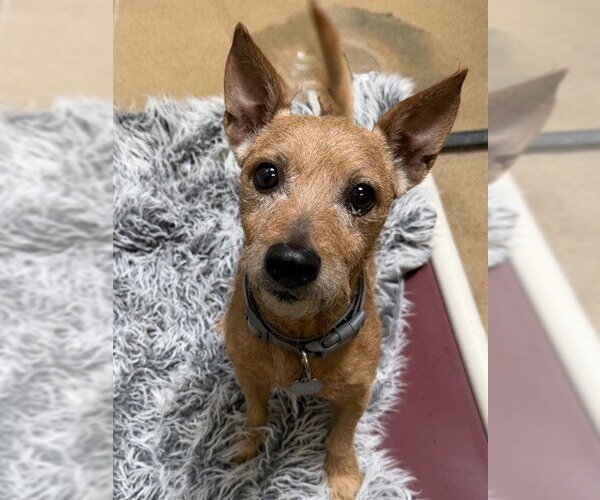 Medium Photo #1 Cairn Terrier-Unknown Mix Puppy For Sale in Sacramento, CA, USA