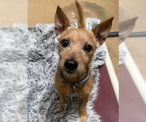 Cairn Terrier-Unknown Mix Dogs for adoption in Sacramento, CA, USA