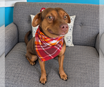 Choco - Female Border Collie-Chocolate Labrador retriever Mix Dog for Adoption - Small photo
