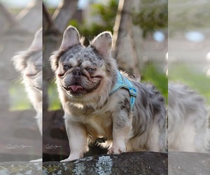 Father of the French Bulldog puppies born on 03/10/2025
