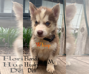 Siberian Husky Puppy for sale in NEW PORT RICHEY, FL, USA