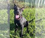 Small #5 Staffordshire Bull Terrier