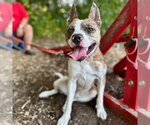 Small #27 Catahoula Leopard Dog Mix