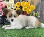 Small #2 Papillon