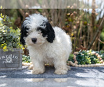 Small #2 Cavapoo
