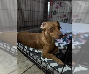 Dachshund-Unknown Mix Dogs for adoption in San Antonio, TX, USA
