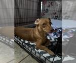 Small Dachshund Mix