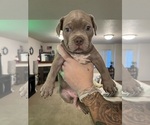 Small #2 American Bully