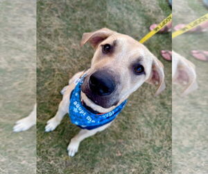 Labrador Retriever-Unknown Mix Dogs for adoption in Germantown, OH, USA