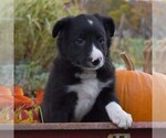 Small Photo #5 Collie Puppy For Sale in PAXINOS, PA, USA