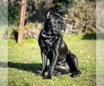 Small Photo #1 Cane Corso Puppy For Sale in MERRITT ISLAND, FL, USA