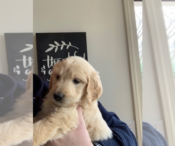 Medium Photo #9 Goldendoodle Puppy For Sale in MURFREESBORO, TN, USA