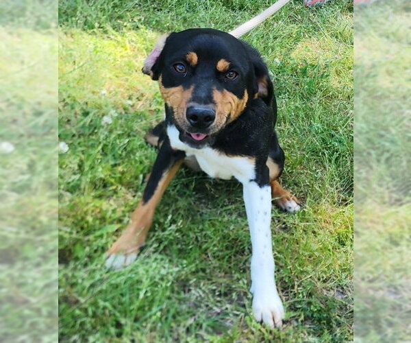 Medium Photo #3 Mutt Puppy For Sale in Wetumpka, AL, USA