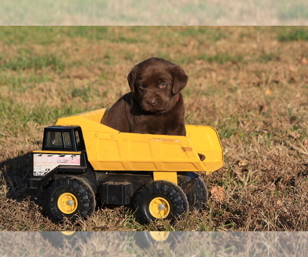 Medium Photo #3 Labrador Retriever Puppy For Sale in RUTHERFORDTON, NC, USA