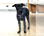 Small Italian Greyhound