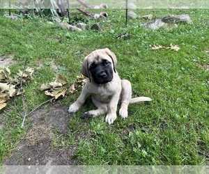 Shih Tzu Puppy for sale in HOWELL, MI, USA