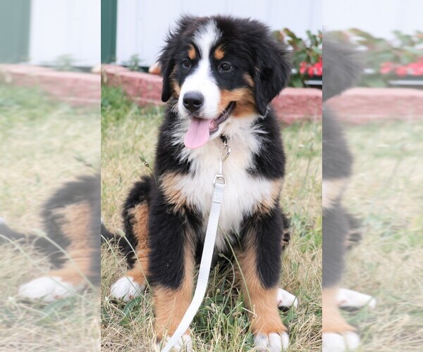 Medium Photo #4 Bernese Mountain Dog Puppy For Sale in SYRACUSE, IN, USA