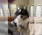 Small Photo #1 Zuchon Puppy For Sale in FOLSOM, CA, USA