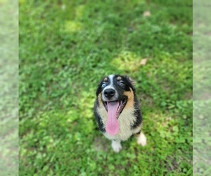 Miniature Australian Shepherd Puppy for sale in HARDY, AR, USA