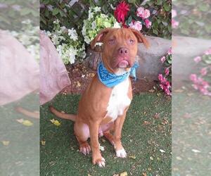 Mutt Dogs for adoption in Oklahoma City, OK, USA