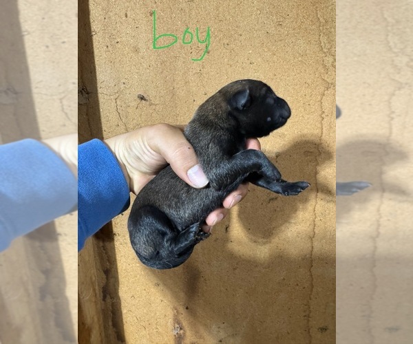 Medium Photo #5 Belgian Malinois Puppy For Sale in MENASHA, WI, USA