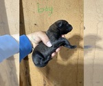 Small #4 Belgian Malinois
