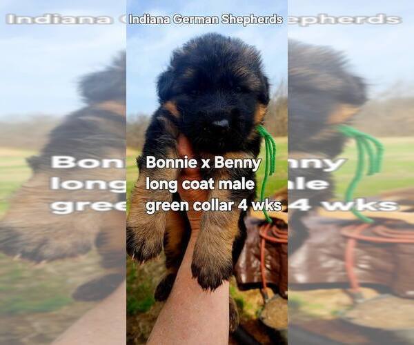 Medium Photo #35 German Shepherd Dog Puppy For Sale in CHRISNEY, IN, USA