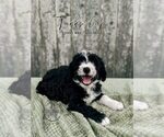 Puppy Turk Bordoodle