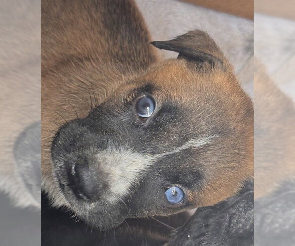 Medium Photo #1 Mutt Puppy For Sale in Houston, TX, USA