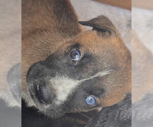 Mutt Dogs for adoption in Houston, TX, USA
