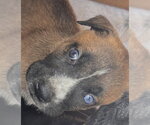 A663745 - Male Mutt Dog for Adoption - Small photo