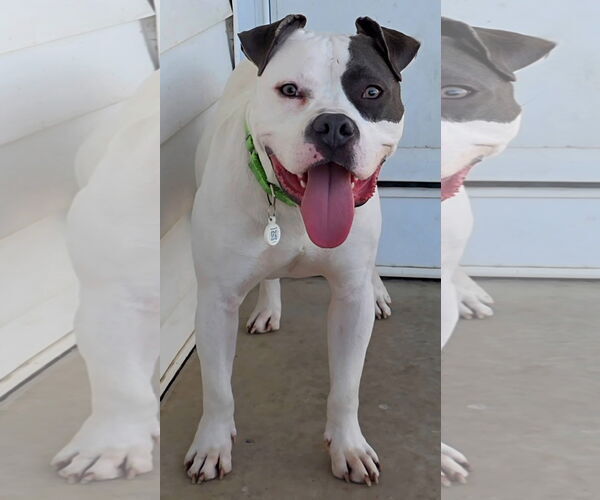 Medium Photo #1 American Pit Bull Terrier-American Staffordshire Terrier Mix Puppy For Sale in Germantown, OH, USA