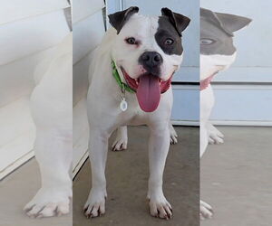 American Pit Bull Terrier-American Staffordshire Terrier Mix Dogs for adoption in Germantown, OH, USA