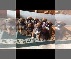 Boxer Puppy for sale in HOFFMAN EST, IL, USA