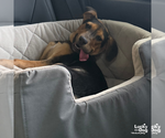 Small #11 Labrador Retriever Mix