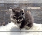 Small #10 Pomeranian