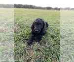 Puppy 1 Labradoodle-Poodle (Standard) Mix