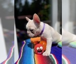 Small #6 Faux Frenchbo Bulldog