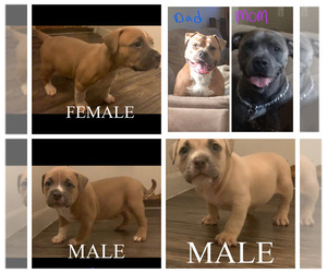 American Bully Puppy for sale in BRUNSWICK, OH, USA